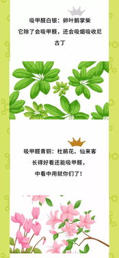 央視公認(rèn)除甲醛最好的十大產(chǎn)品